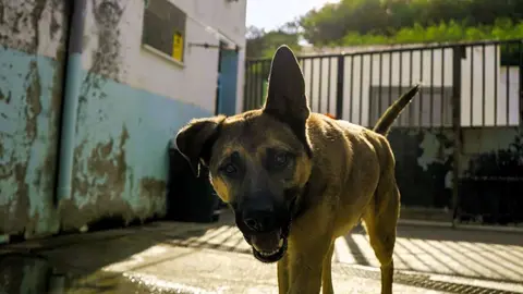 protectora