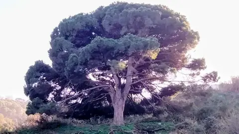 Pino de Calamocarro / DAUBMA