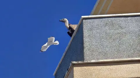 Buitre agotado en Ceuta: el CECAM atiende un nuevo caso en plena migraci&oacute;n