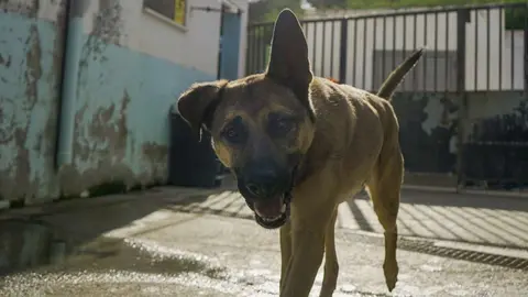 perro protectora