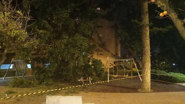 arbol argentina