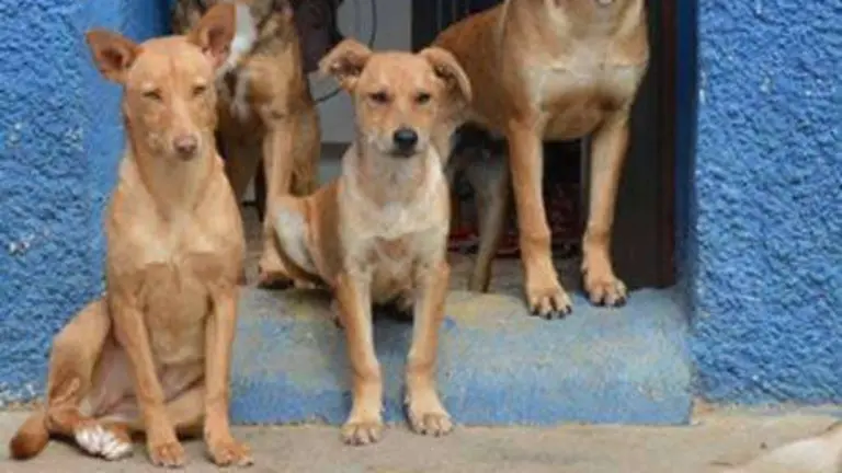 PERROS PROTECTORA