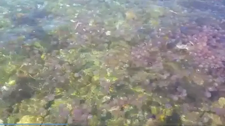 medusas