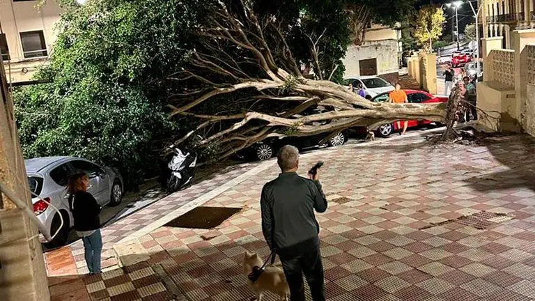 Vecinos contemplan el &aacute;rbol desplomado (CEDIDA)