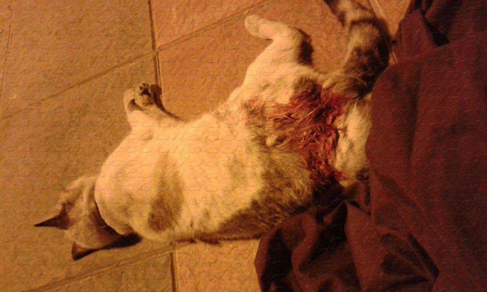 gato muerto por perros salvajes san amaro