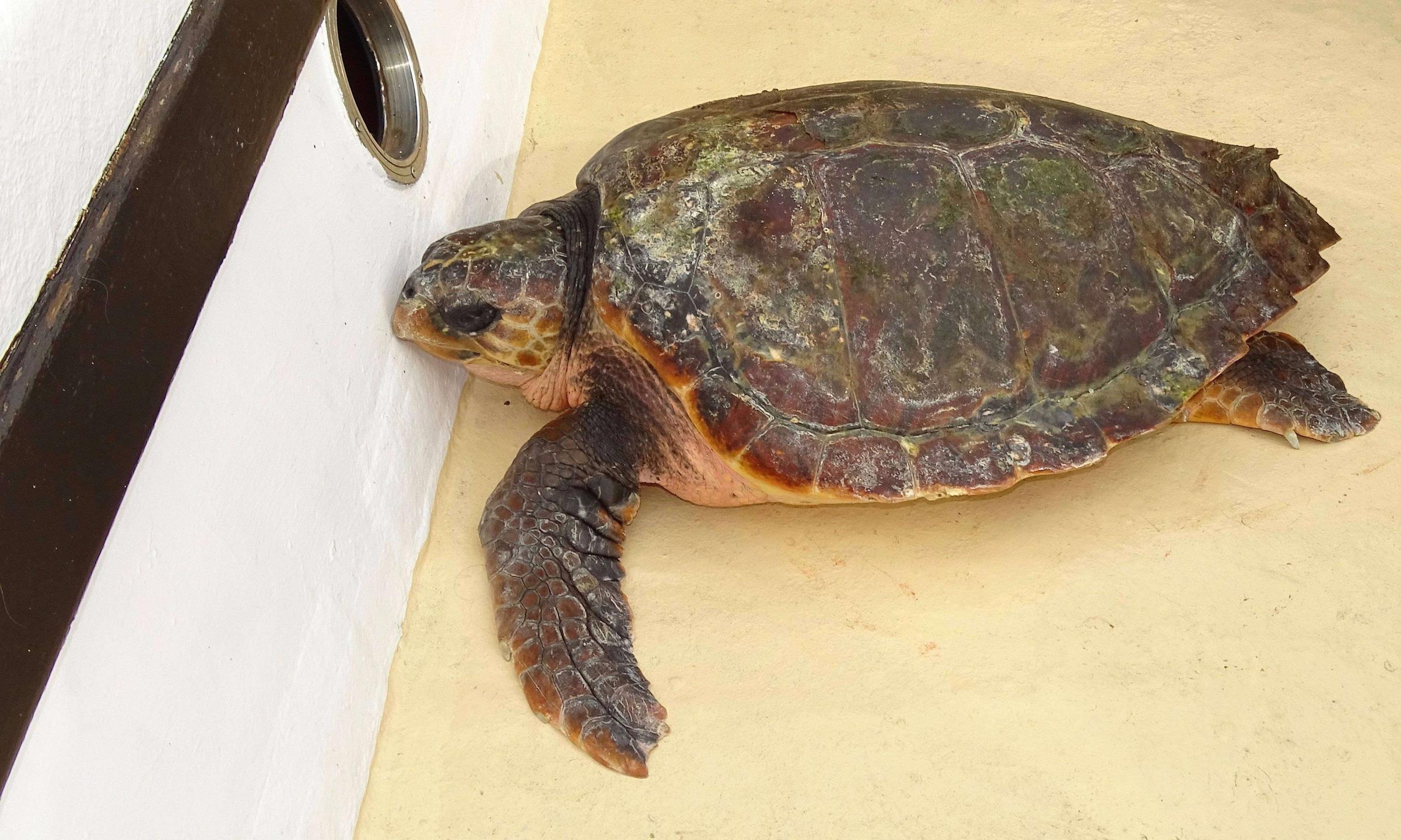 tortu