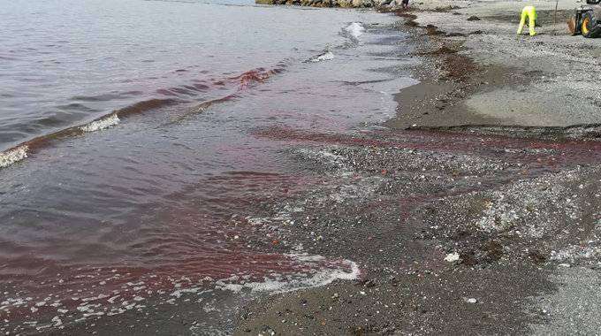 VERTIDO DE SANGRE A LA ALMADRABA