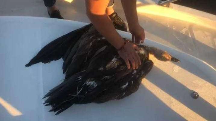 Rescate de un buitre leonado
