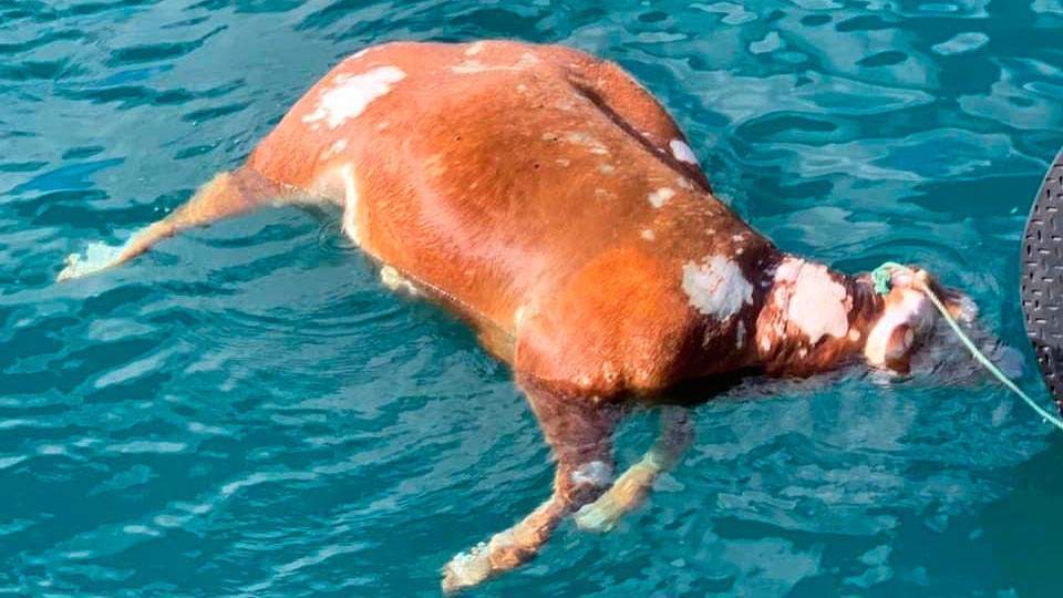 El cuerpo de la vaca es remolcado para su rescate (C.A.)