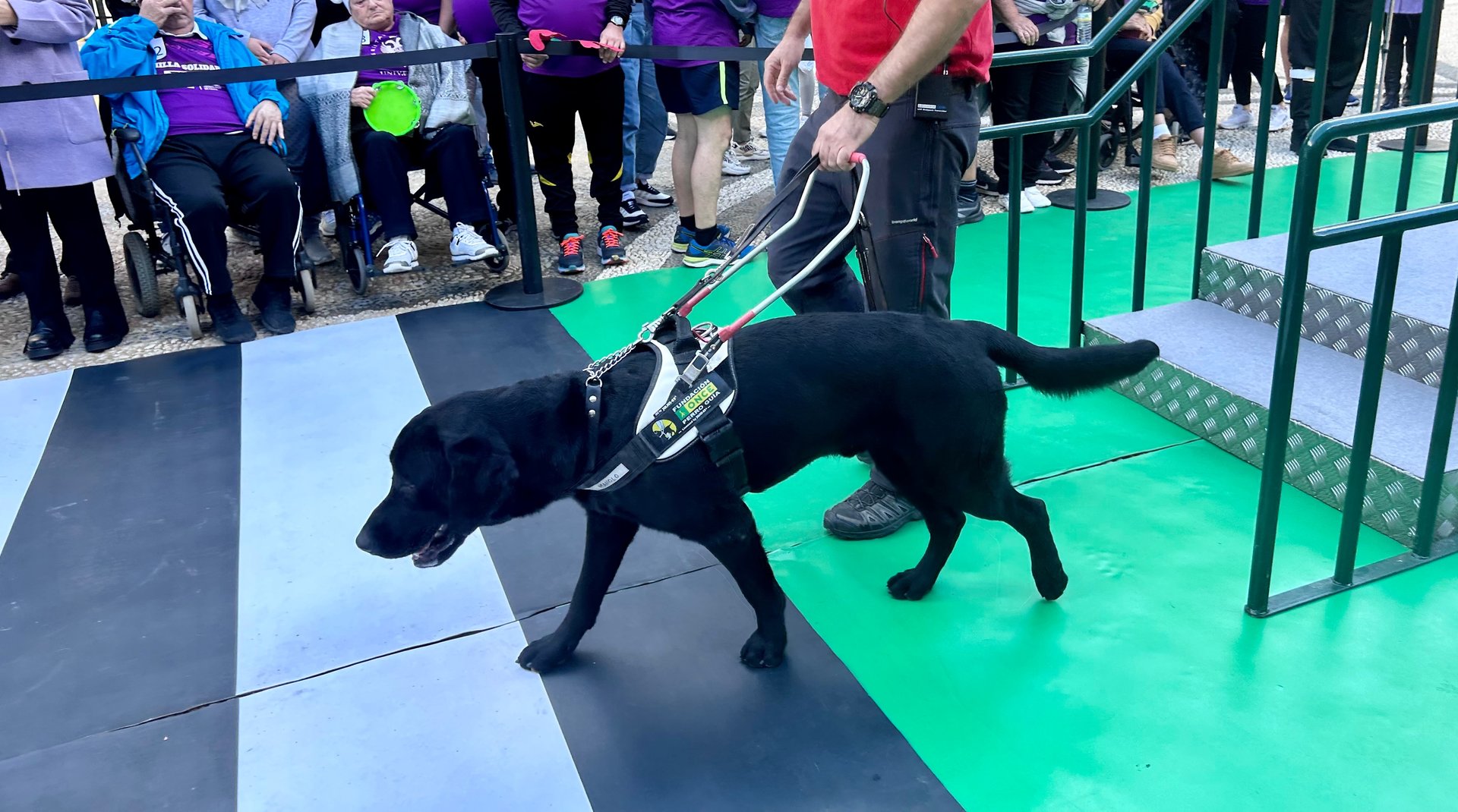 Exhibición perros guía de la ONCE