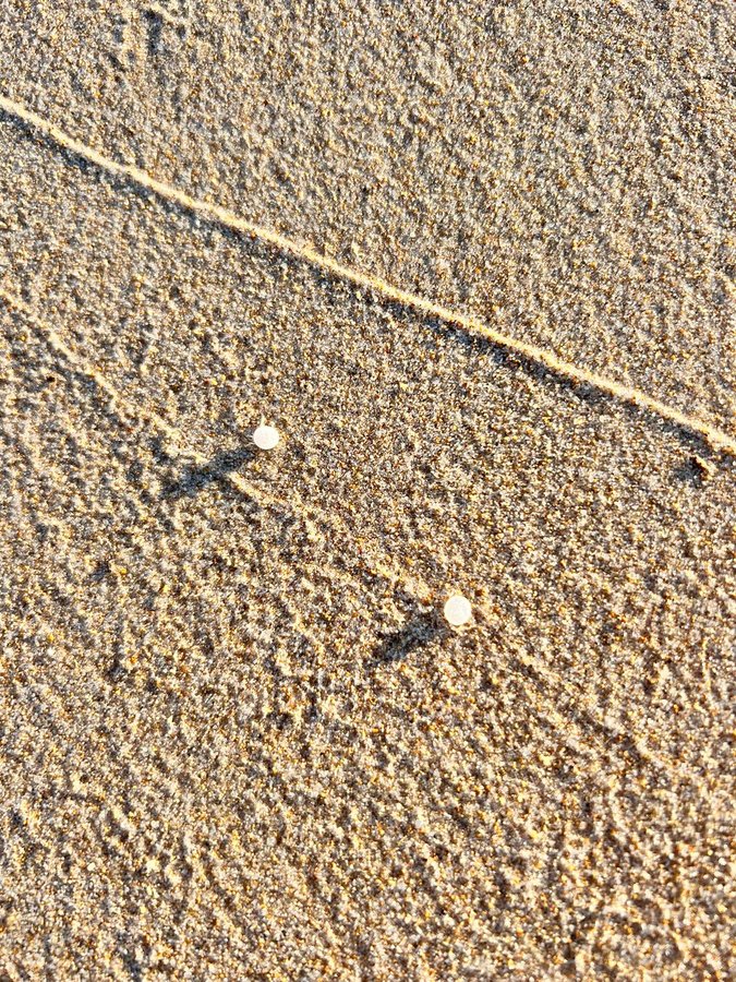 Aparición de pellets en Tarifa / Fotografía: Verdemar