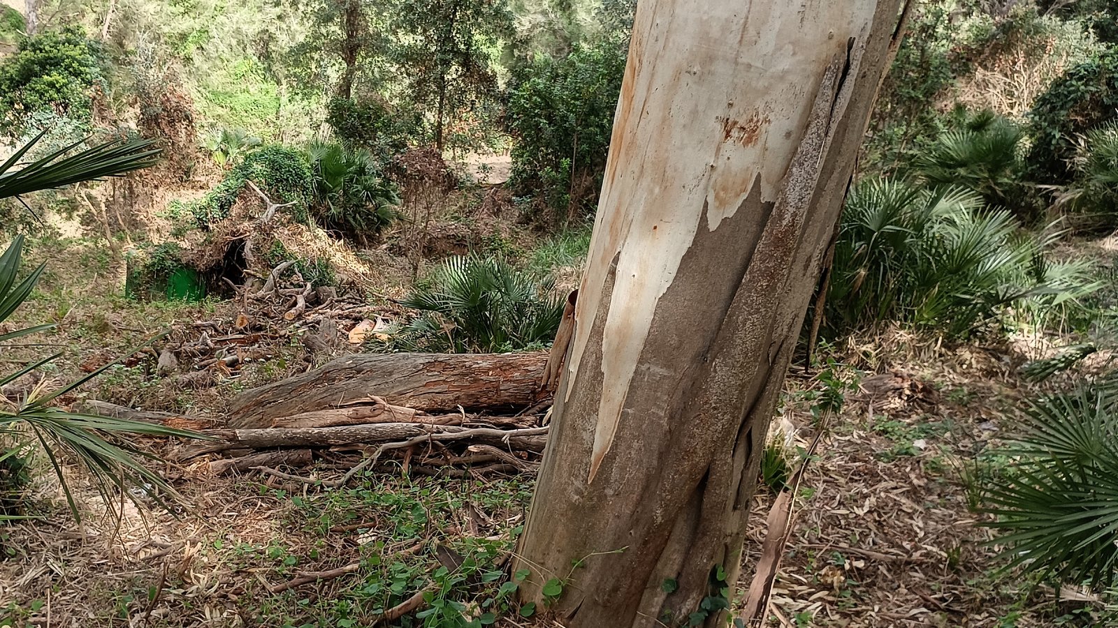 Trabajos forestales Tragsa