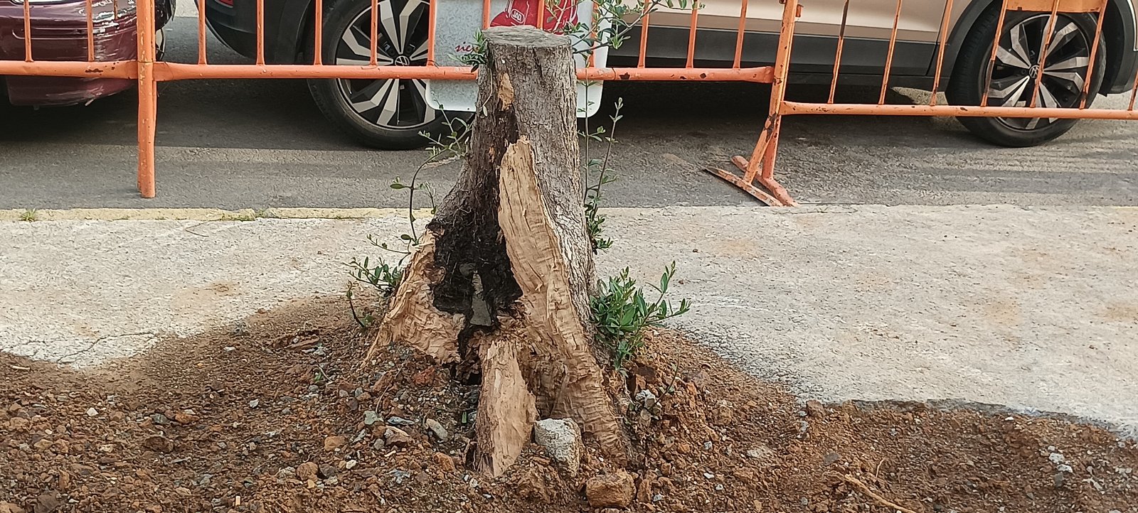 El olivo del Mixto