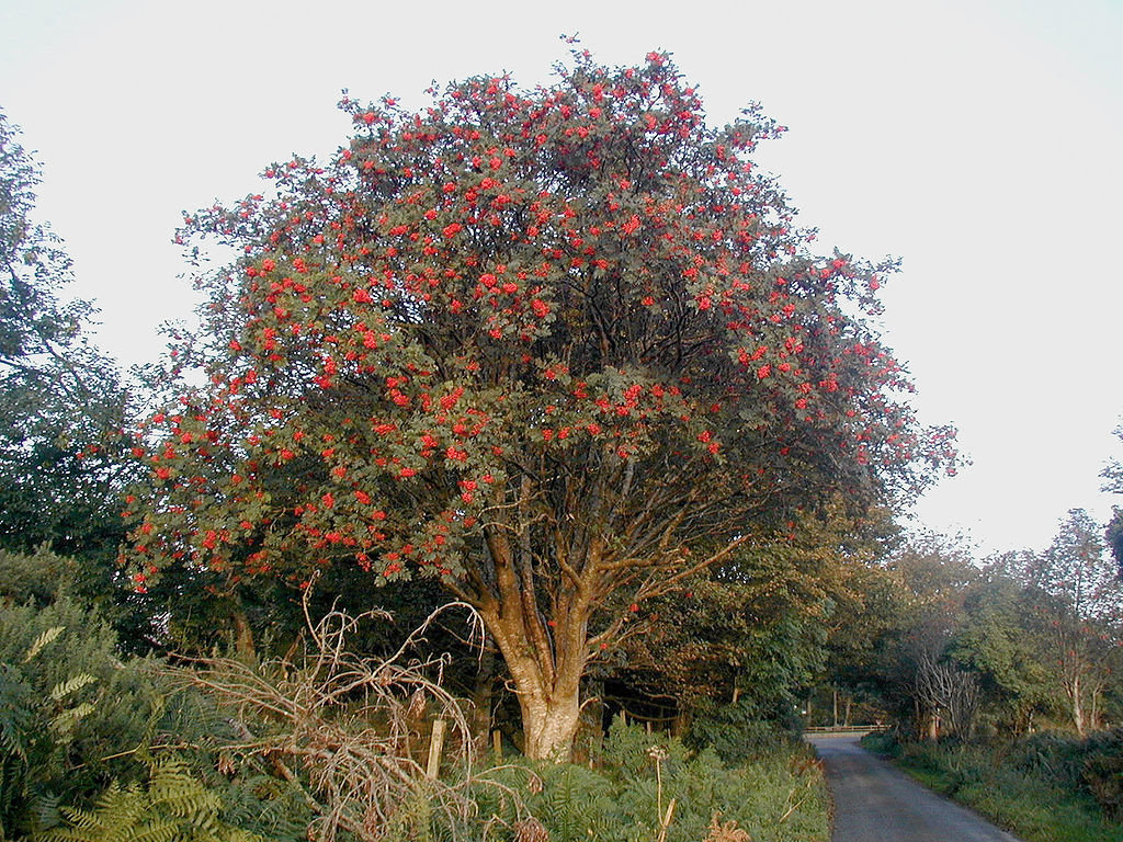 Árbol Rowan