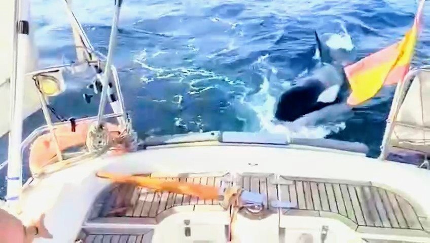 Un grupo de orcas ‘ataca’ un velero en Ceuta