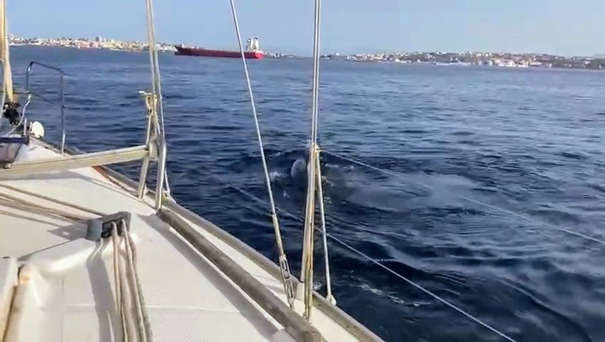 Un grupo de orcas ‘ataca’ un velero en Ceuta