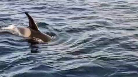 Un grupo de orcas ‘ataca’ un velero en Ceuta