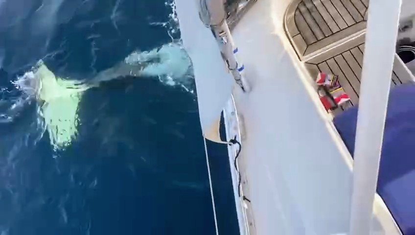 Un grupo de orcas ‘ataca’ un velero en Ceuta