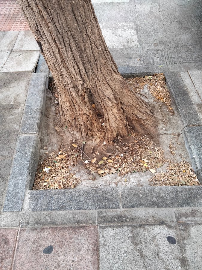 ÁRBOL