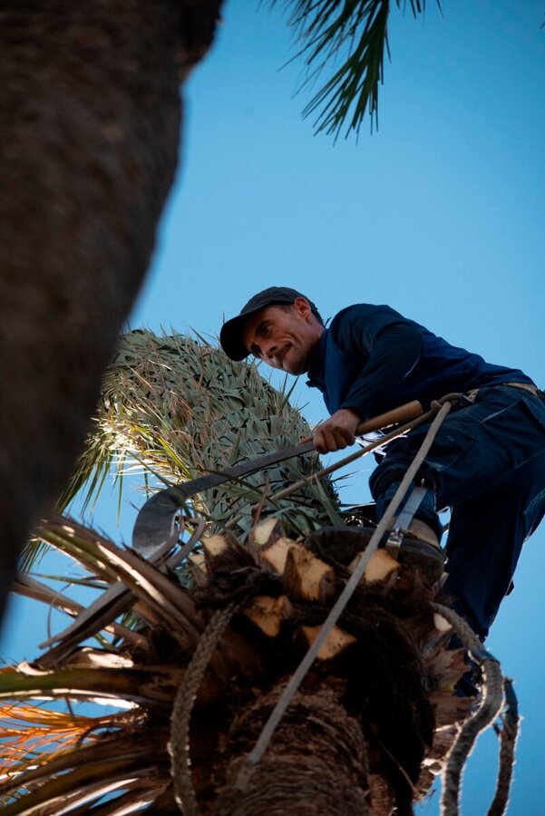 Amarre de las hojas de la palmera para su posterior encaperuzamiento / Palma Blanca
