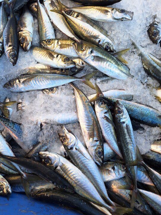 banco de alimentos pescado
