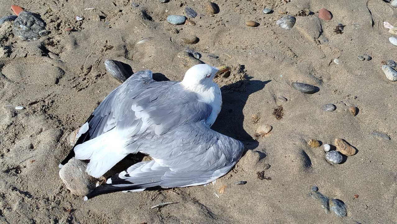 Gaviota parada en el arenal de San Amaro / S. I.