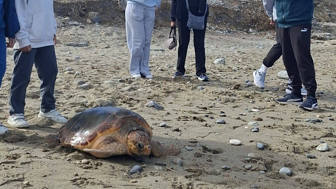Tortuga liberada / Daubma